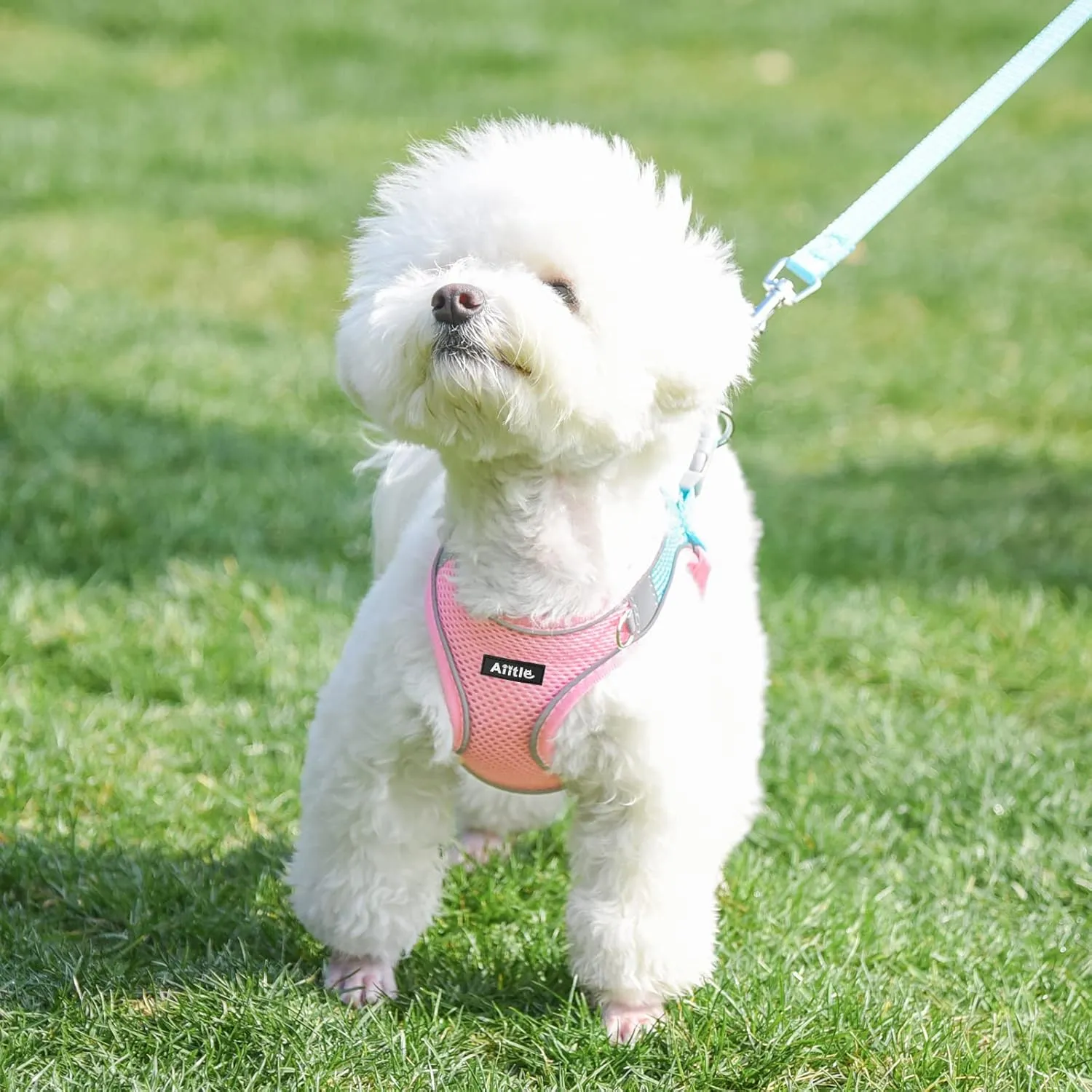 AIITLE No Pull Dog Harness and Leash Set, Step in Adjustable Dog Harness with Padded Vest for All Weather, Dog Leash with Soft Padded Handle, Easy to Put on Small and Medium Dogs Pink S