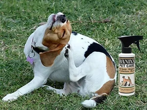 Banixx Pet Care Spray Dog Wound Care - 8 Oz