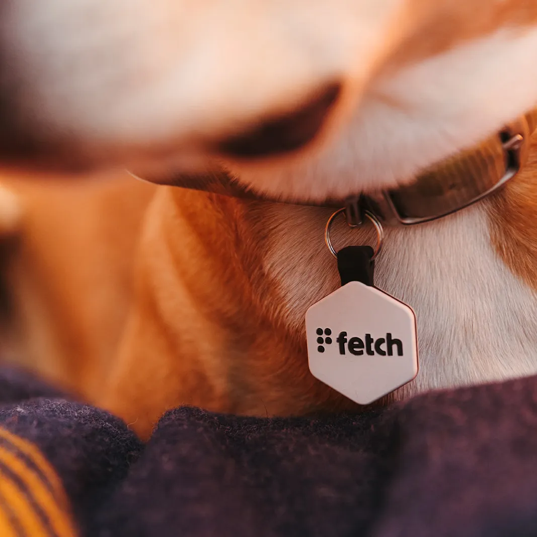 Concrete Jungle Fetch®