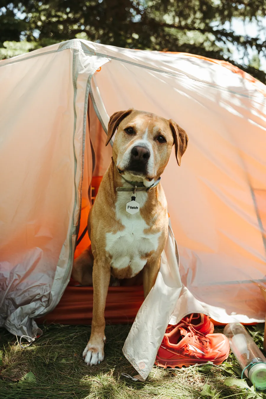 Coyote Brown Fetch®