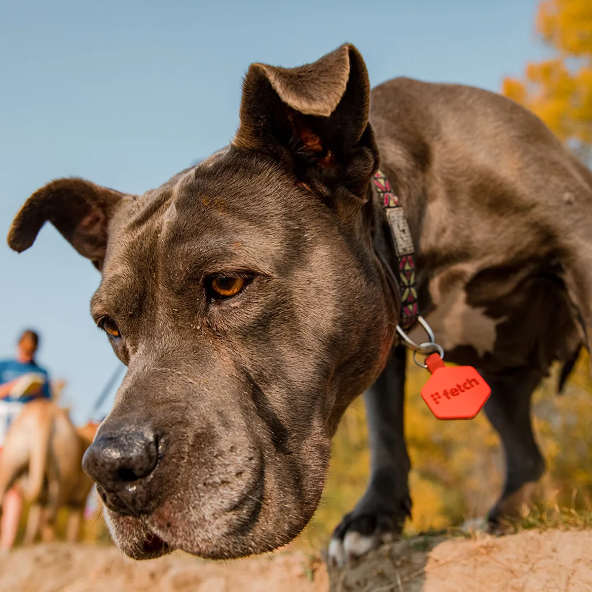 Easy Green Fetch®