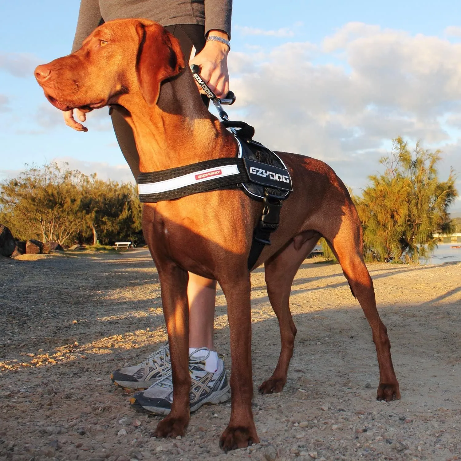 EzyDog Convert Dog Harness  Trail-Ready Rugged Harness for Walking, Hiking & Outdoors with Reflective Piping, Badge Attachment Points, Traffic handle, & Comfort Lining (XX-Large, Burgundy)