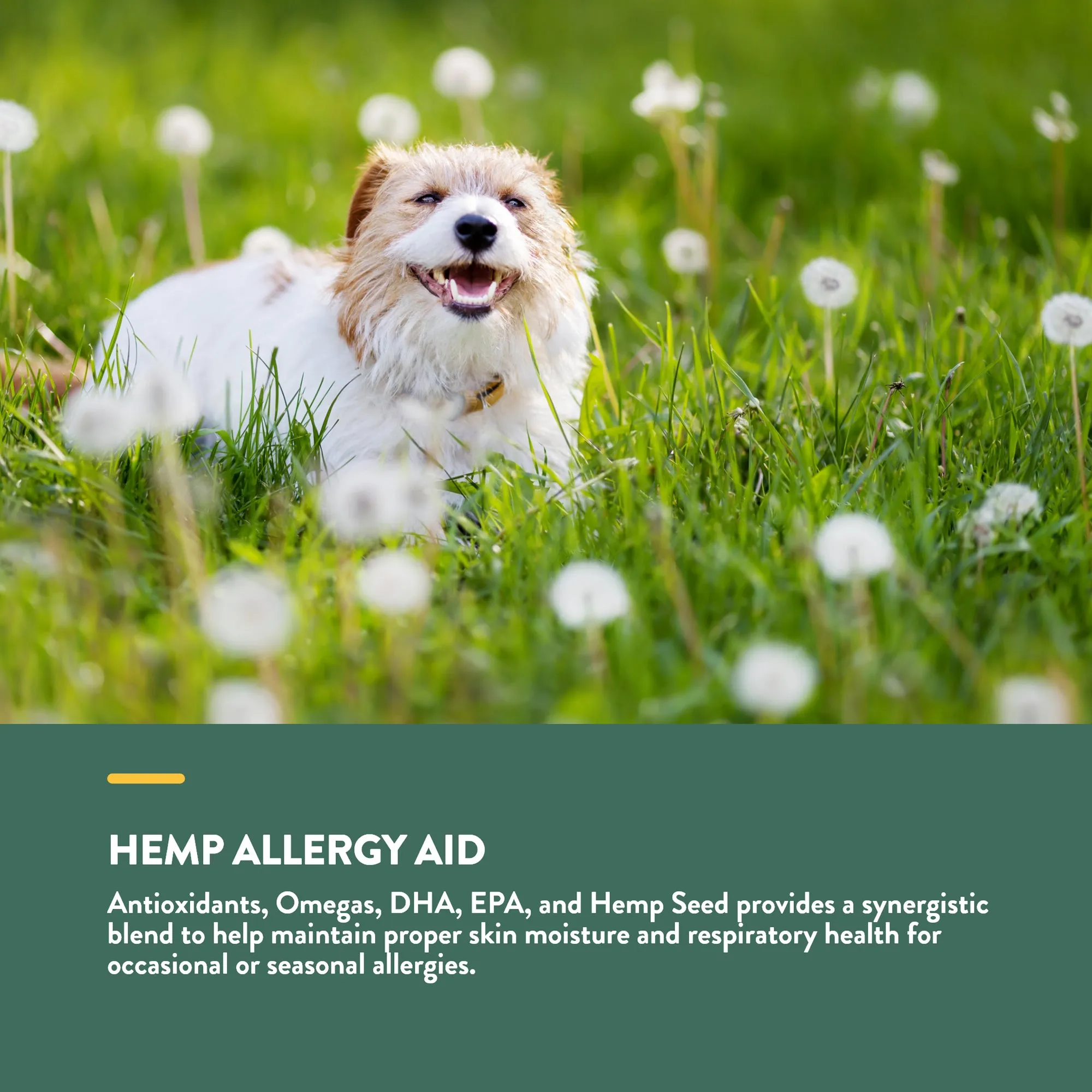 Hemp Allergy Aid Soft Chews