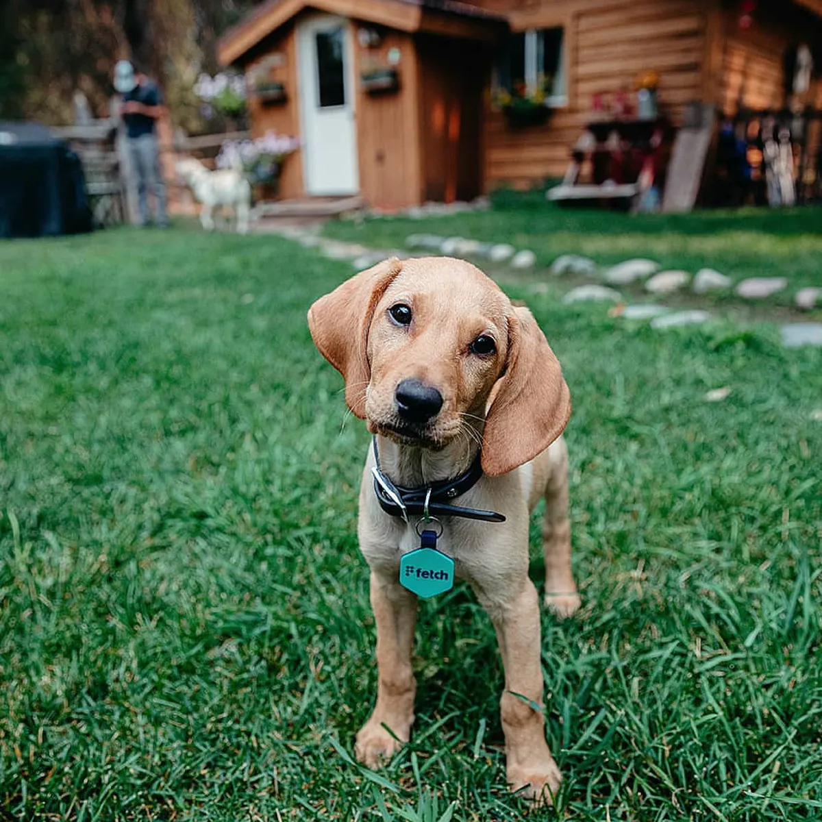 Pop Star Fetch®