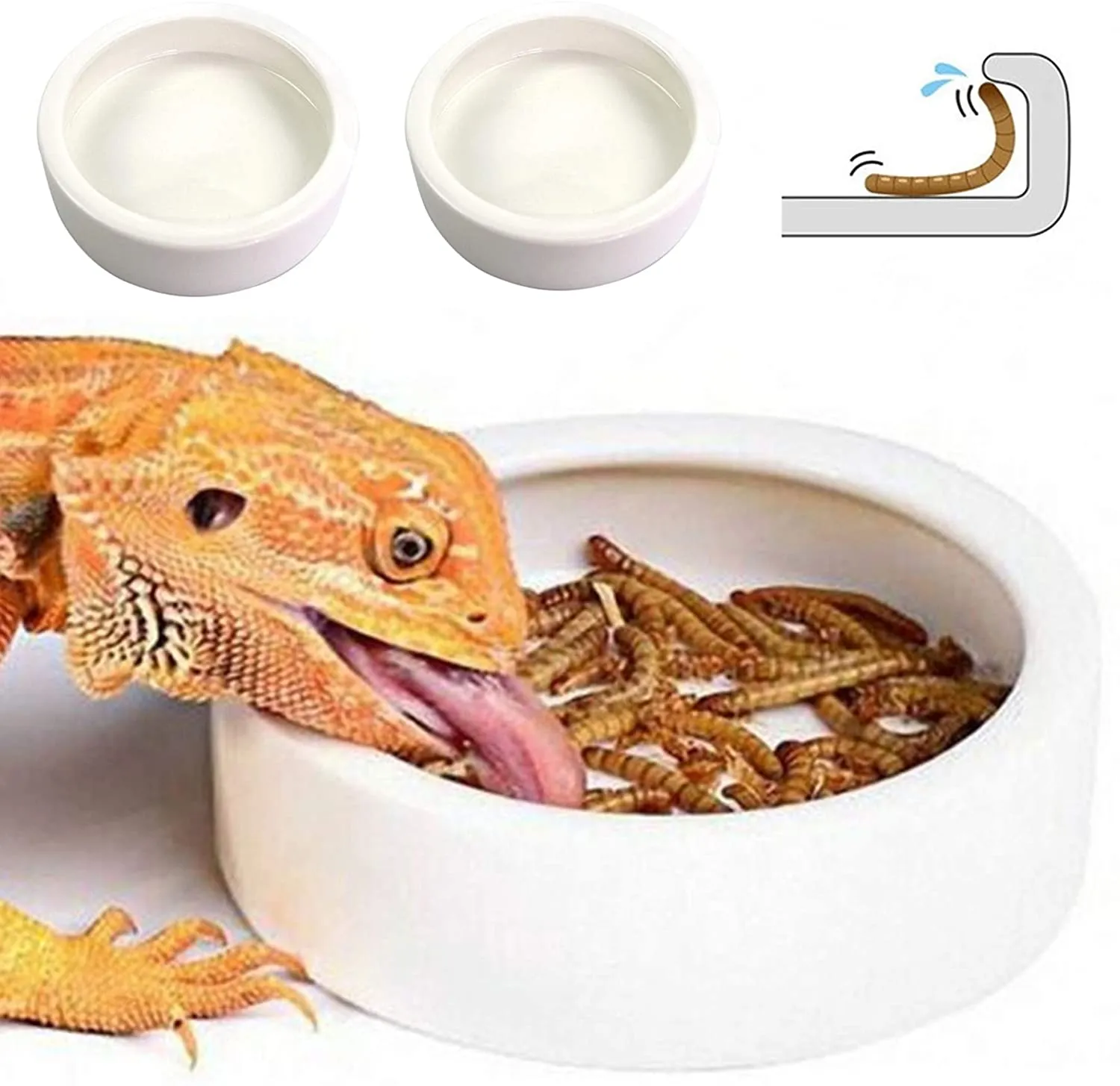 Reptile Worm Dish