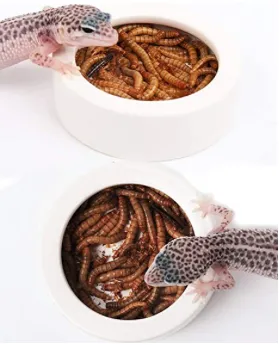 Reptile Worm Dish