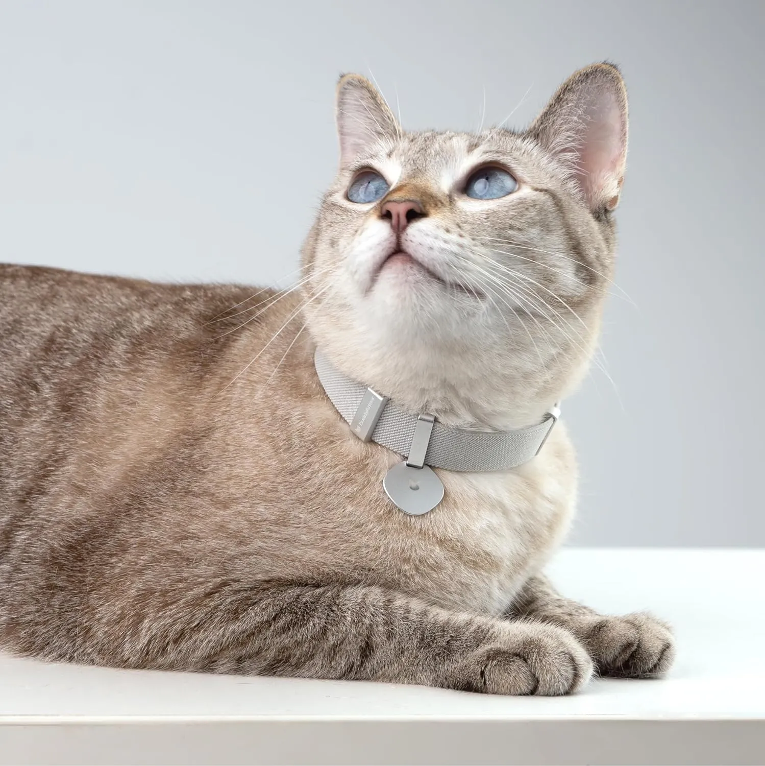 Safety Cat Collar Pro and Tag Set - U.S. IDA Gold Award, Elastic Release Cat Collar Charm Tag, Non Breakaway Cat Collar Adjustable with Charm for Kitten Small Large Cats (Glacier Silver, S)