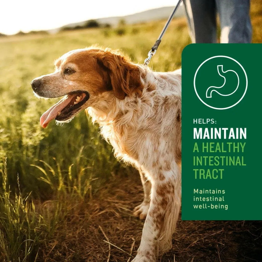 VetIQ Probiotic Soft Chew Supplement for Dogs (60 soft chews)